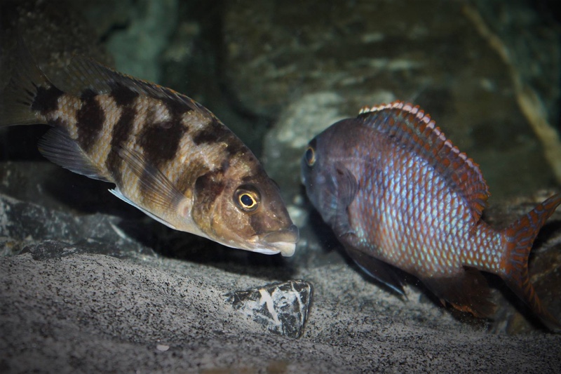Placidochromis milomo